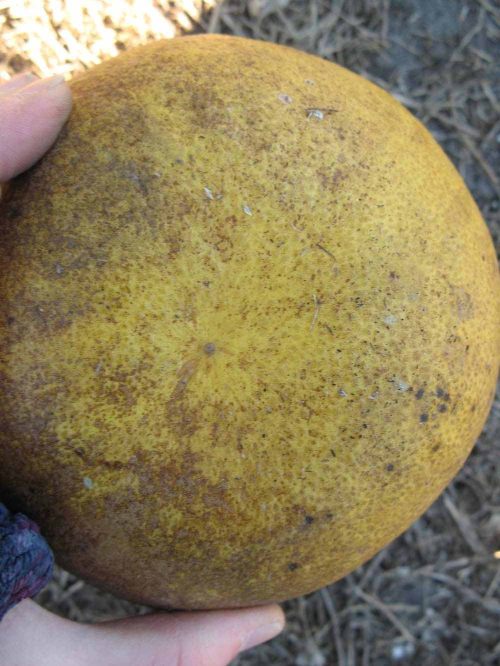            Fruit (Winter Haven, FL)   